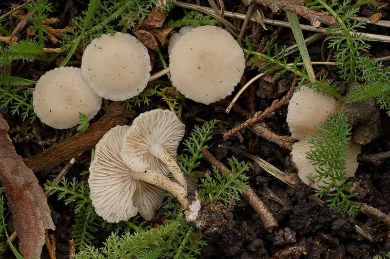 Clitocybe houghtonii